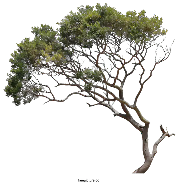 [Transparent Background PNG]Isolated Tree Branch With Green Leaves Against A White Background