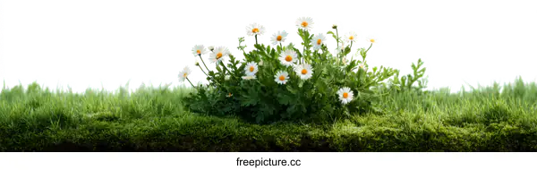 [Transparent Background PNG]Spring Flowers Blooming on Grassy Meadow