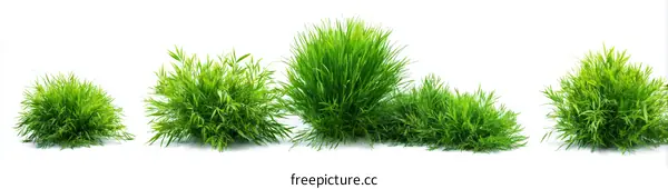 Fresh Green Grass Clusters Isolated on White Background