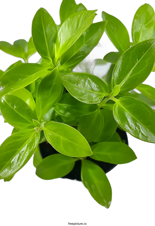 [Transparent Background PNG]Green Plant With Lush Leaves in a Black Pot