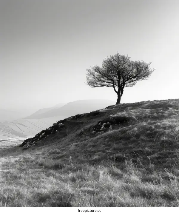 A Tree on a Hill