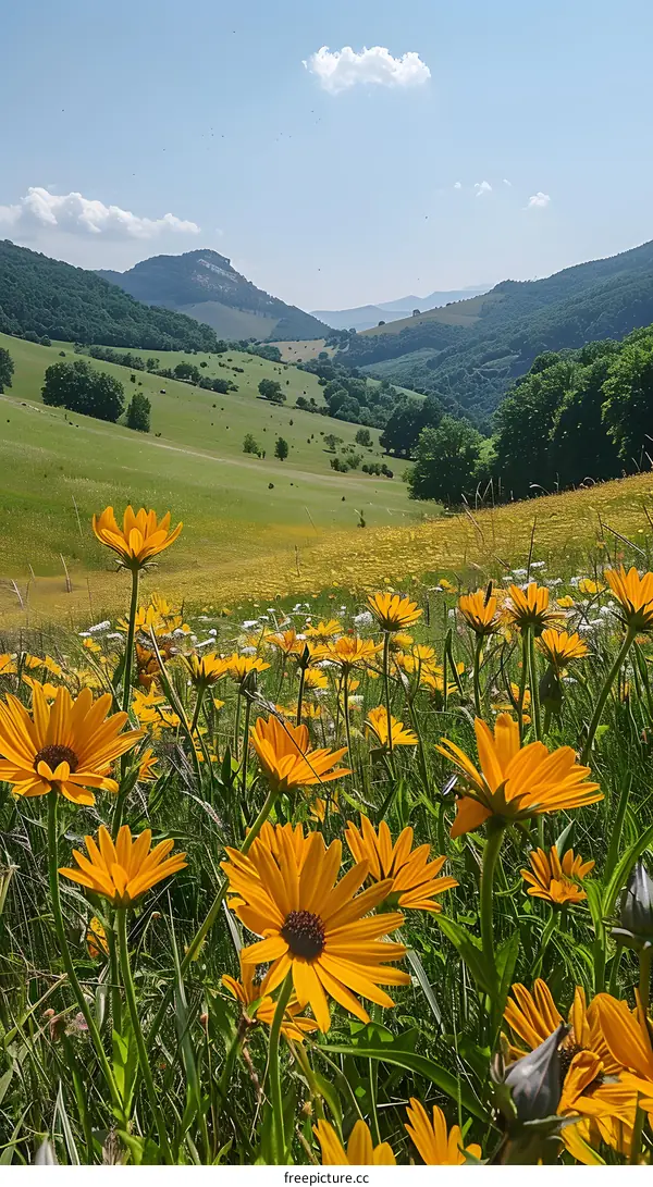 Yellow flower field with green hills and blue sky