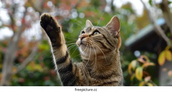 A cat reaching out with its paw