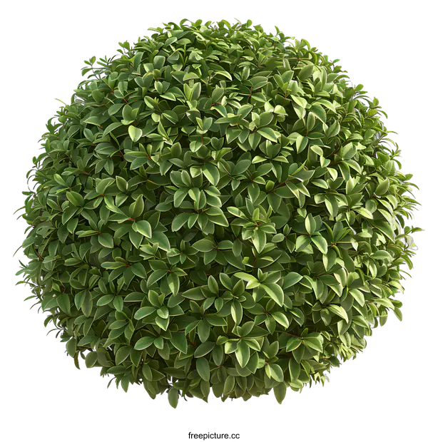 [Transparent Background PNG]Green Bush Round Shaped Top View Isolated