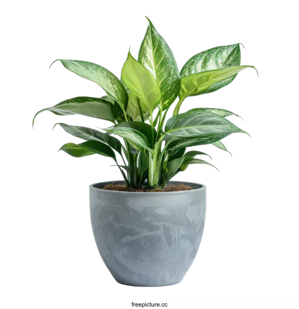 [Transparent Background PNG]Green Plant in Gray Pot Isolated on transparent background