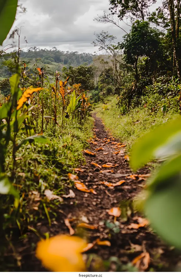 Forest Path Winding Through Lush Greenery