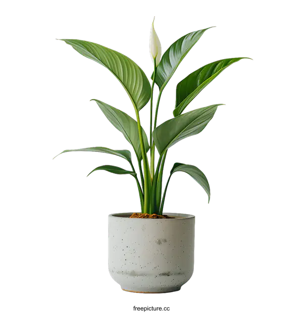 [Transparent Background PNG]Green Plant in a Gray Pot on a White Background