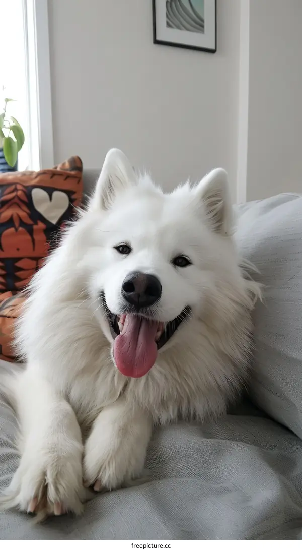 A white fluffy dog is sitting on a couch and smiling at the camera