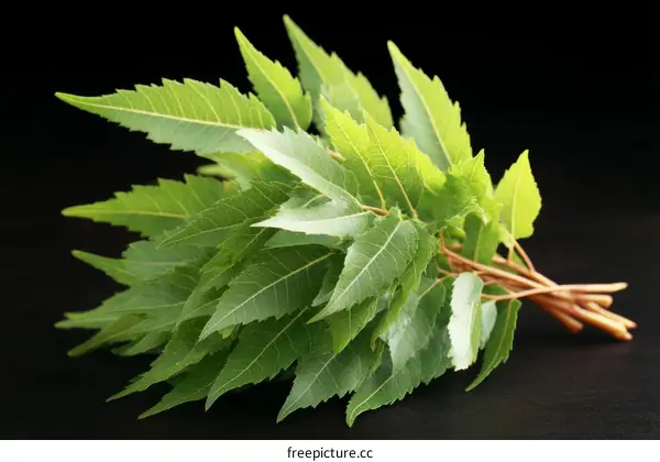 Fresh Green Leaves Close-up on Black Background