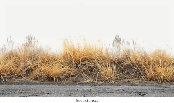 Close-up of dry grass field with road