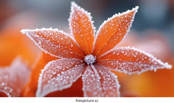 Frosted Leaf in Autumn Colors