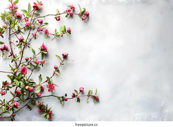 Pink Flowers on a Grey Background