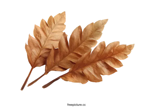 [Transparent Background PNG]Dried Fern Leaves on White Background