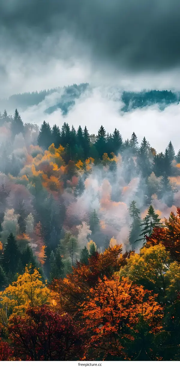 Autumn Forest Landscape With Foggy Sky