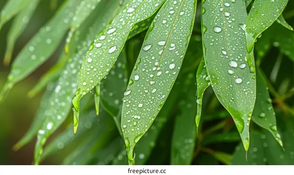Close-up of water drops on green bamboo leaves