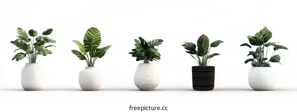 Modern Plant Arrangement in White and Black Pots