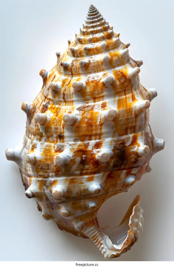 Seashell on White Background