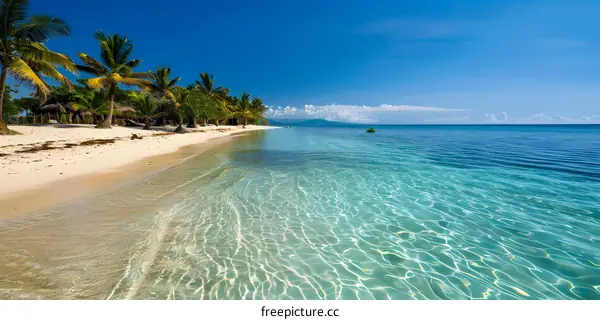 Amazing beach with palm trees and crystal clear water