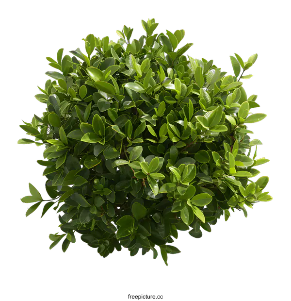 [Transparent Background PNG]Green Bush Isolated on White Background