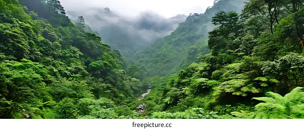Misty Green Valley in Lush Rainforest