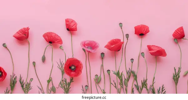 Flourishing Red Poppies on Blush Background
