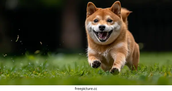 A happy Shiba Inu running in the grass