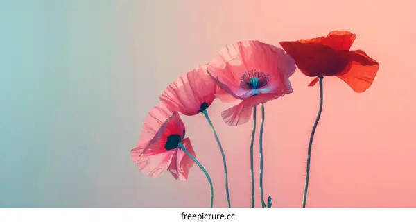 Pink and Red Poppies on a Pastel Background