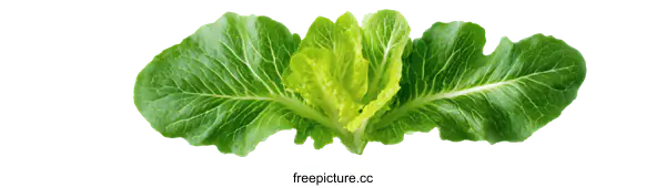 [Transparent Background PNG]Fresh Green Lettuce Leaves Arrangement