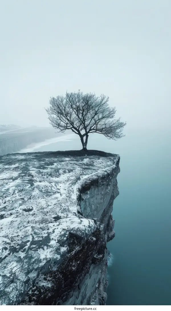 A Tree Stands Alone on a Cliff