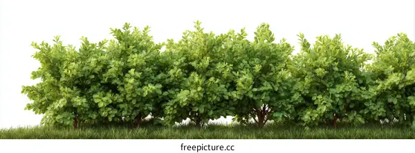 Row of Green Bushes on Grassy Ground