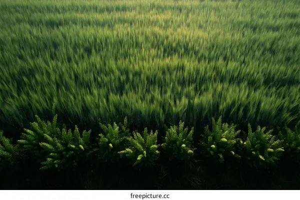 Wheat Field with Green Border