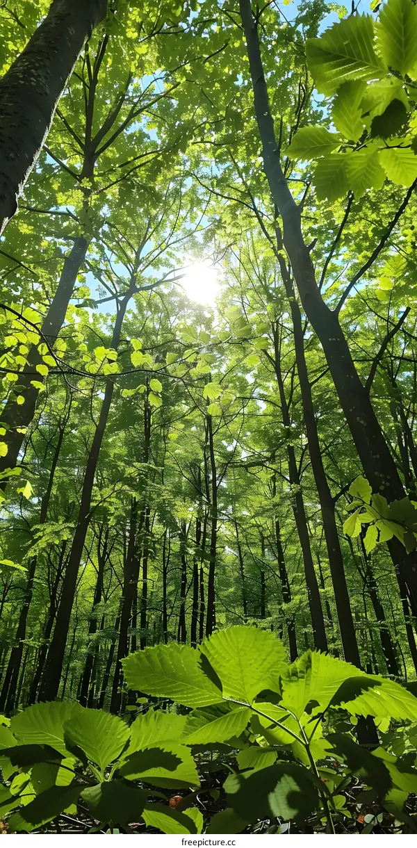 Looking up through the lush green canopy of a beech forest