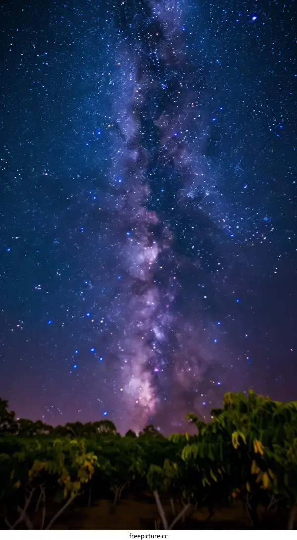 Night sky full of stars with trees in the foreground