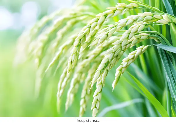 Close Up of Rice Paddy Green in Summer