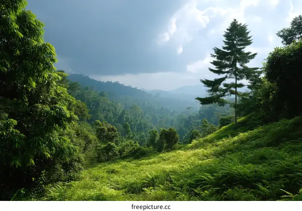 Majestic Rainforest Landscape Viewpoint