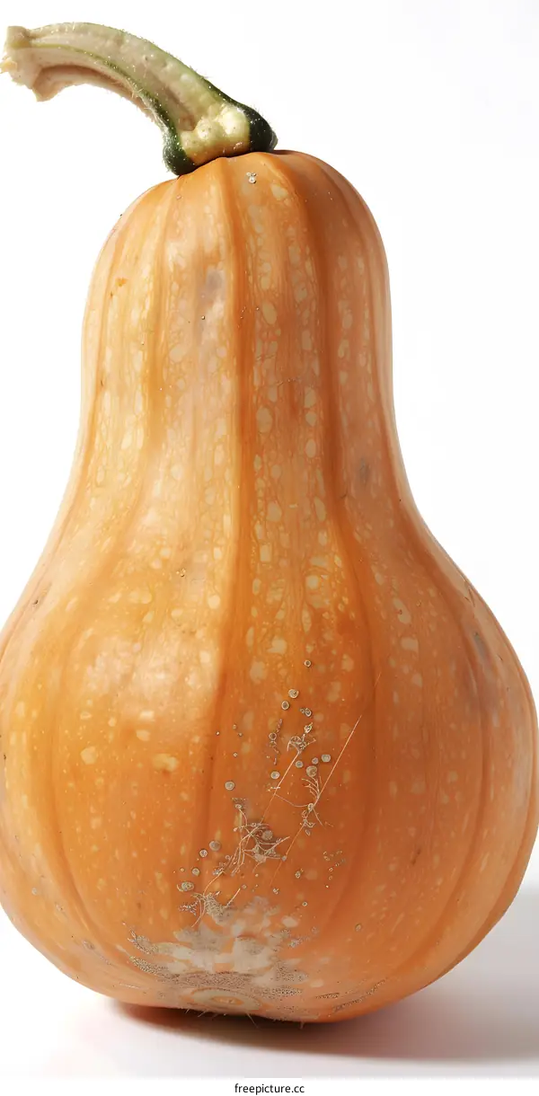 Closeup of a Butternut Squash on White Background