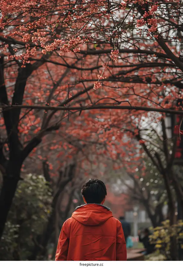 Man Walking Through Red Blossoms in Spring