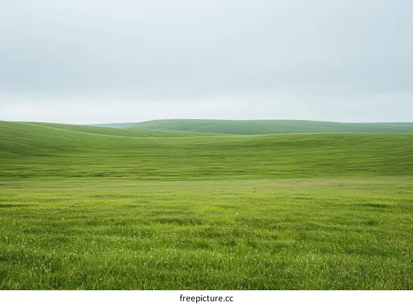 Rolling Green Hills Under a Gray Sky