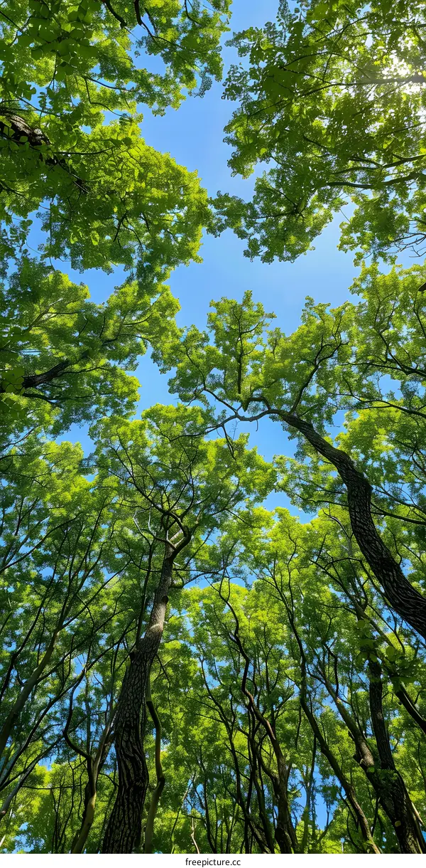 Looking up at the lush forest canopy