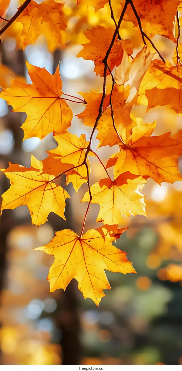 Golden Autumn Leaves Branch Closeup