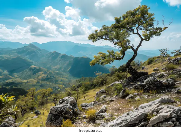 Lonely Tree On A Hilltop Overlooking Mountains