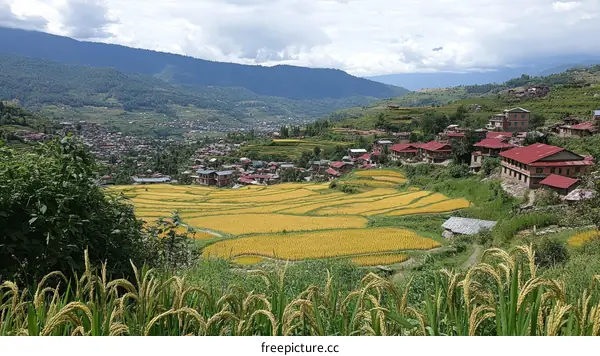 Rural Village Landscape with Golden Rice Terraces