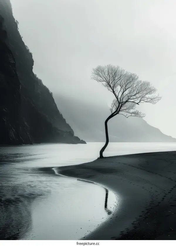 Black and white photo of a tree on a beach with a cliff