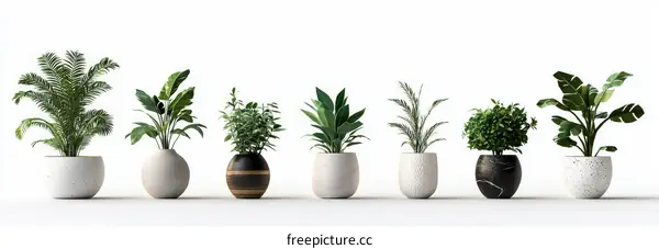 Modern Plant Arrangement in Diverse Pots