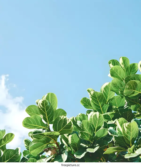 Green Leaves Against Blue Sky