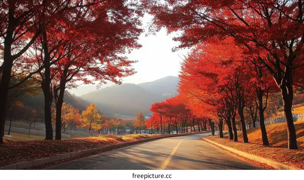 Autumnal Road Lined with Vibrant Maple Trees