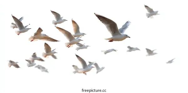 Flock of Seagulls in Flight Against a White Background