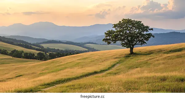 Lone Tree on a Hilltop with Mountain View
