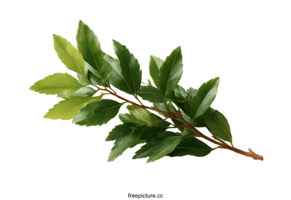 [Transparent Background PNG]Fresh Green Leaves Branch on White Background
