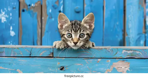 Ginger tabby kitten standing on a weathered blue wooden fence